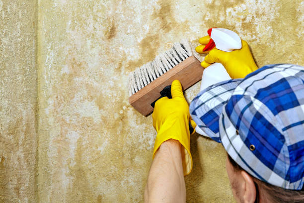 Mold Remediation for Vacation Homes in Syracuse, NY